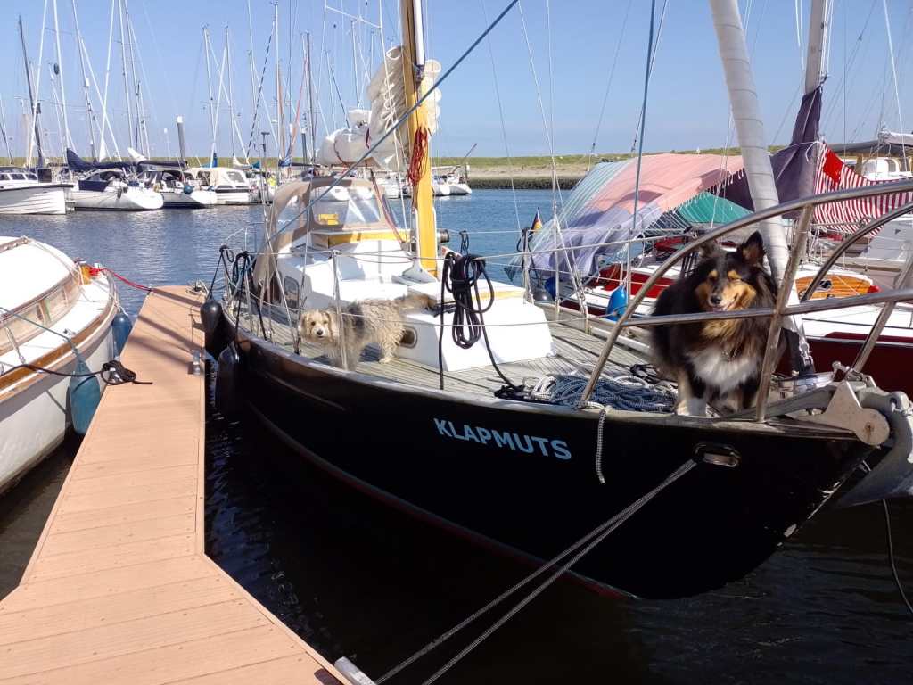 Zeilboot met twee honden op het dek. 
